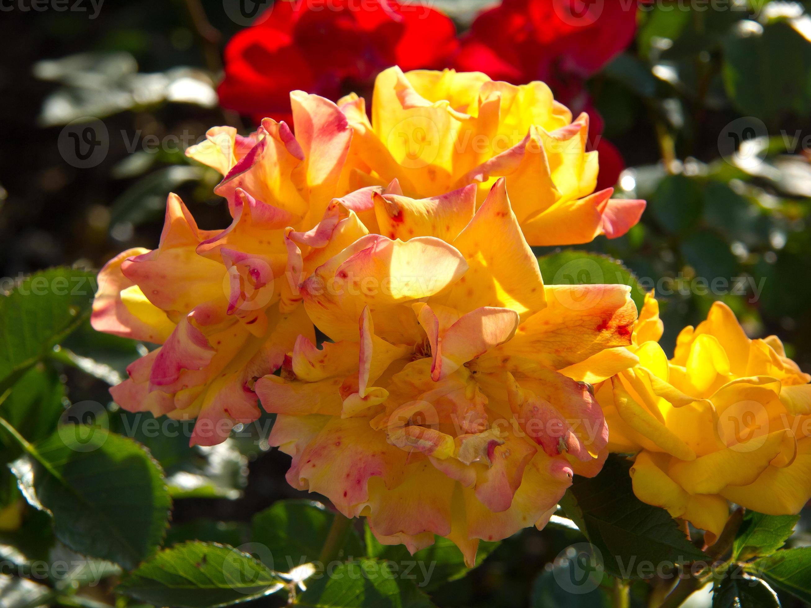 in the norwegian fjords 17093078 Stock Photo at Vecteezy