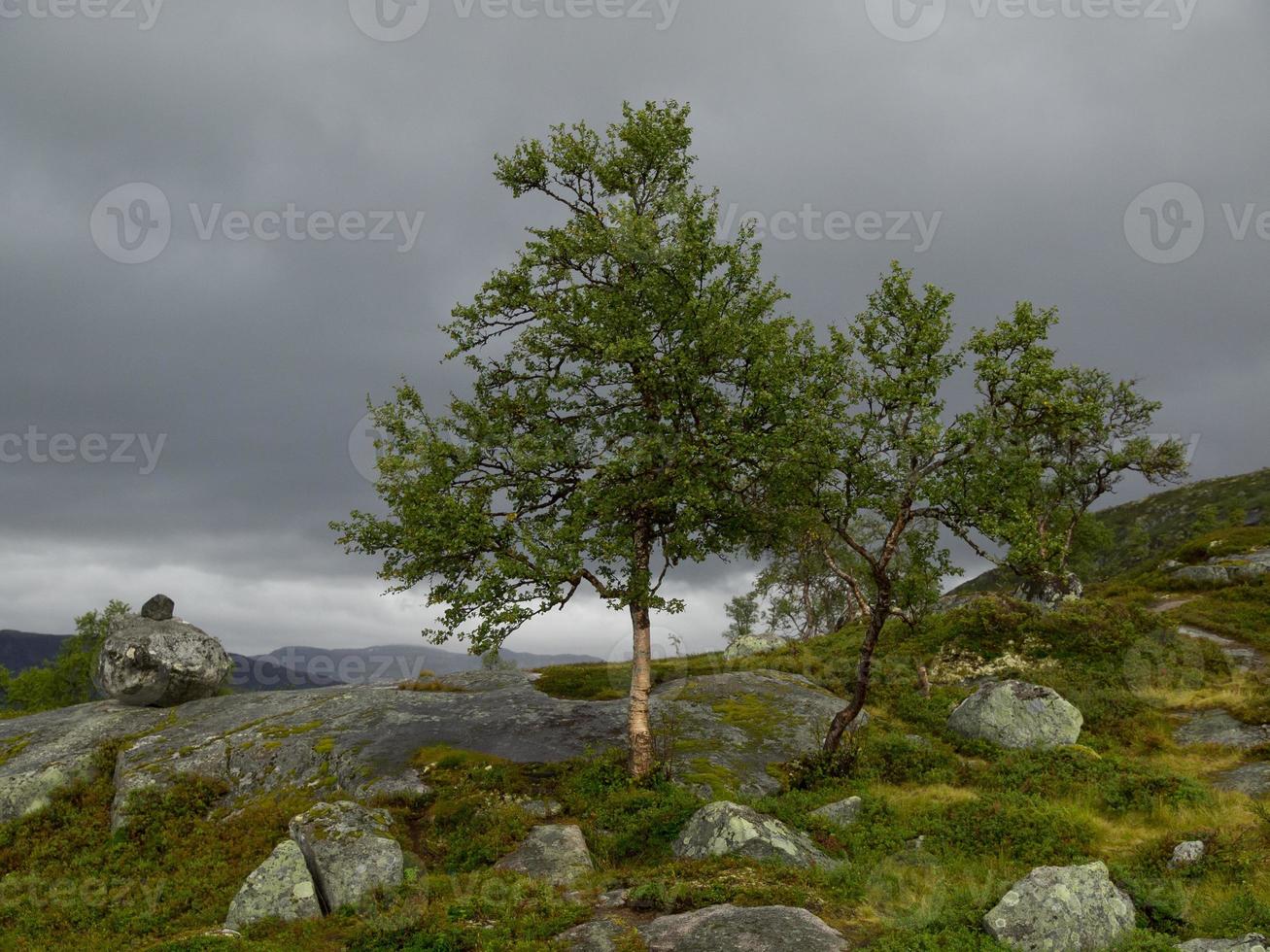 los fiordos de noruega foto