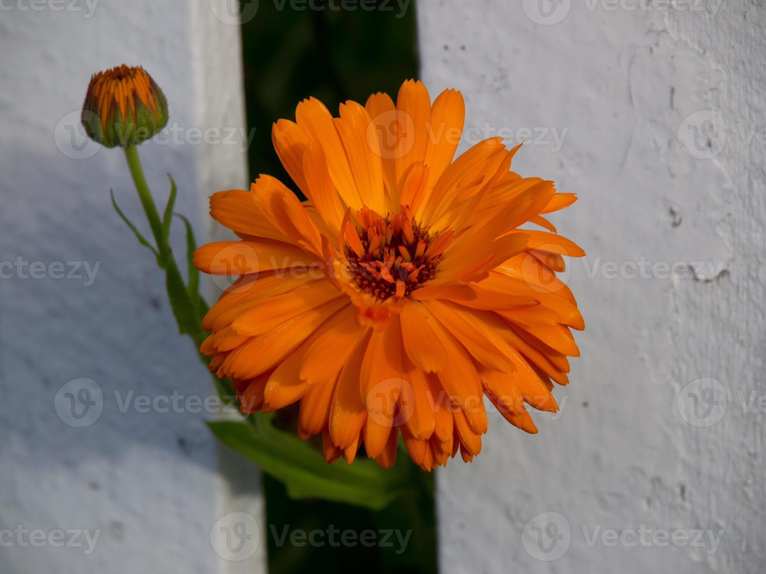 in the norwegian fjords 17093277 Stock Photo at Vecteezy