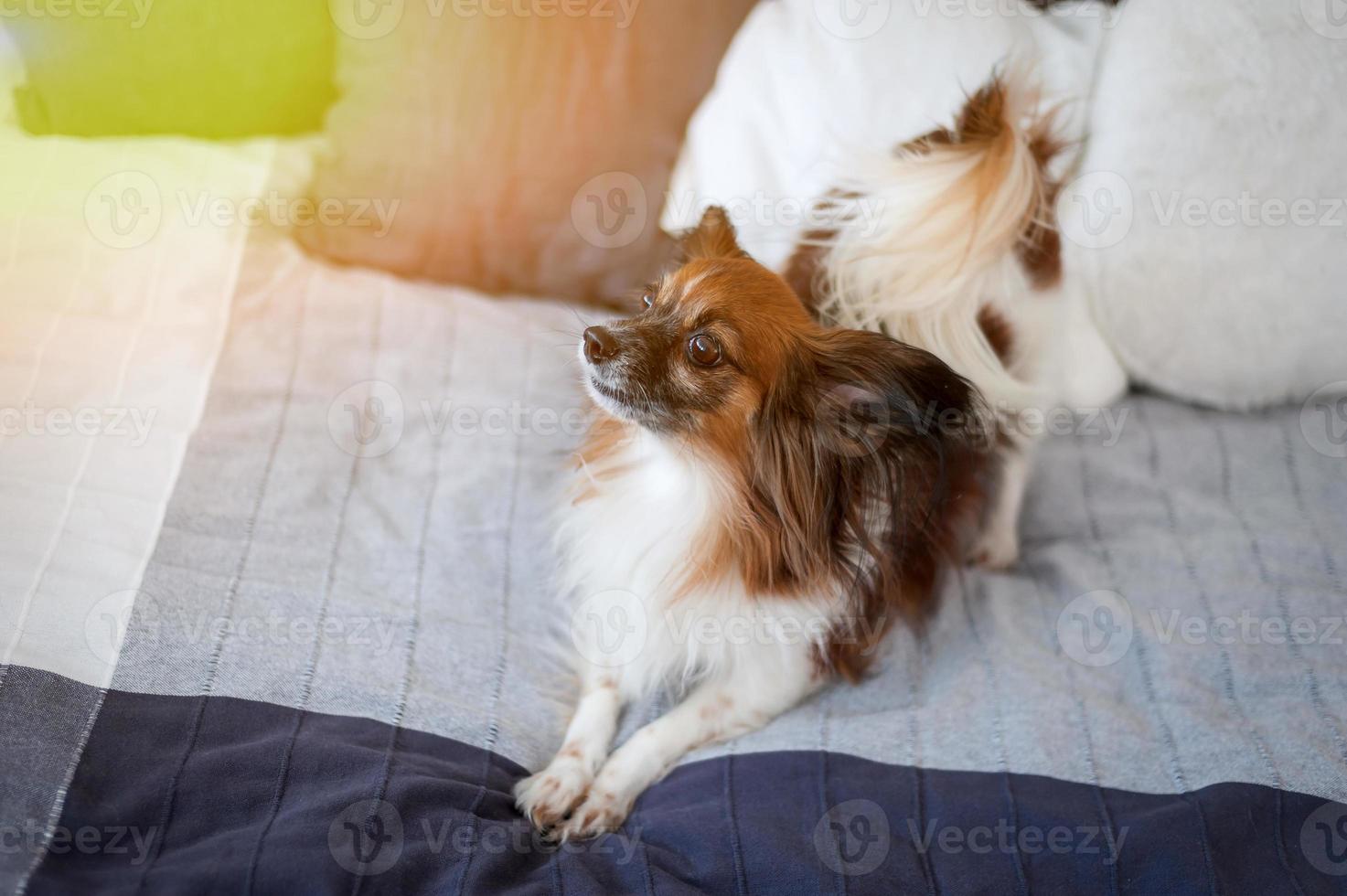 Charming dog Papillon lying on the bed of the owners photo
