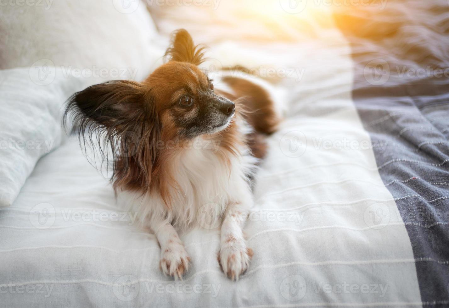 Charming dog Papillon lying on the bed of the owners photo