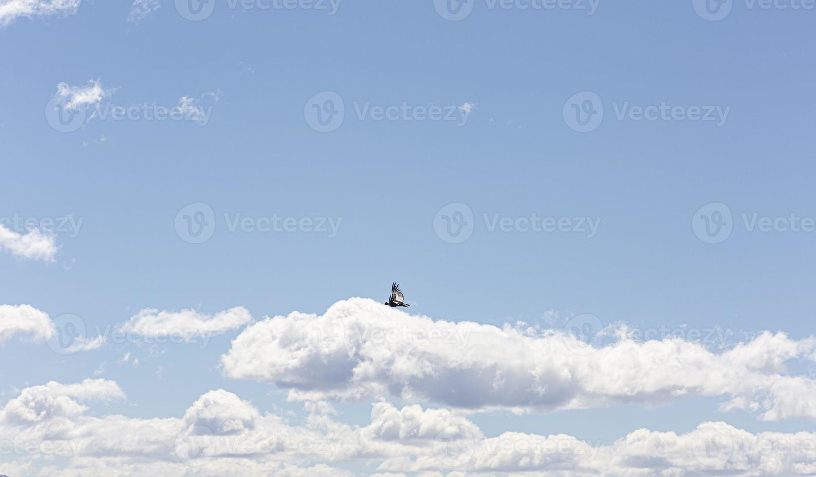 Picture of a flying condor taken in Patagonia in October 2017 photo