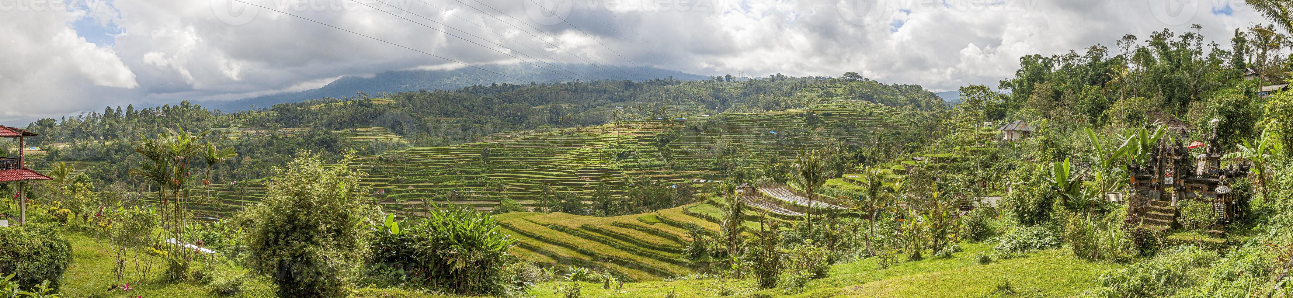 View over typical rice terraces on the island of Bali in Indonesia photo