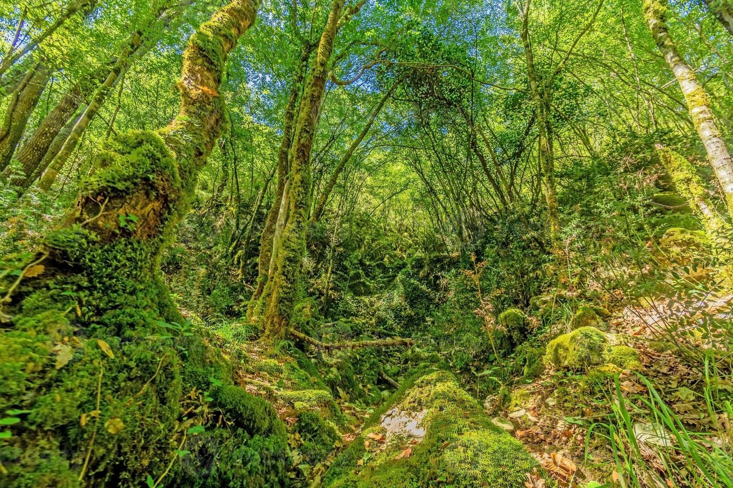 fotos de una caminata a través de un denso bosque verde a lo largo de un lecho de río seco en el parque natural skarline en istria