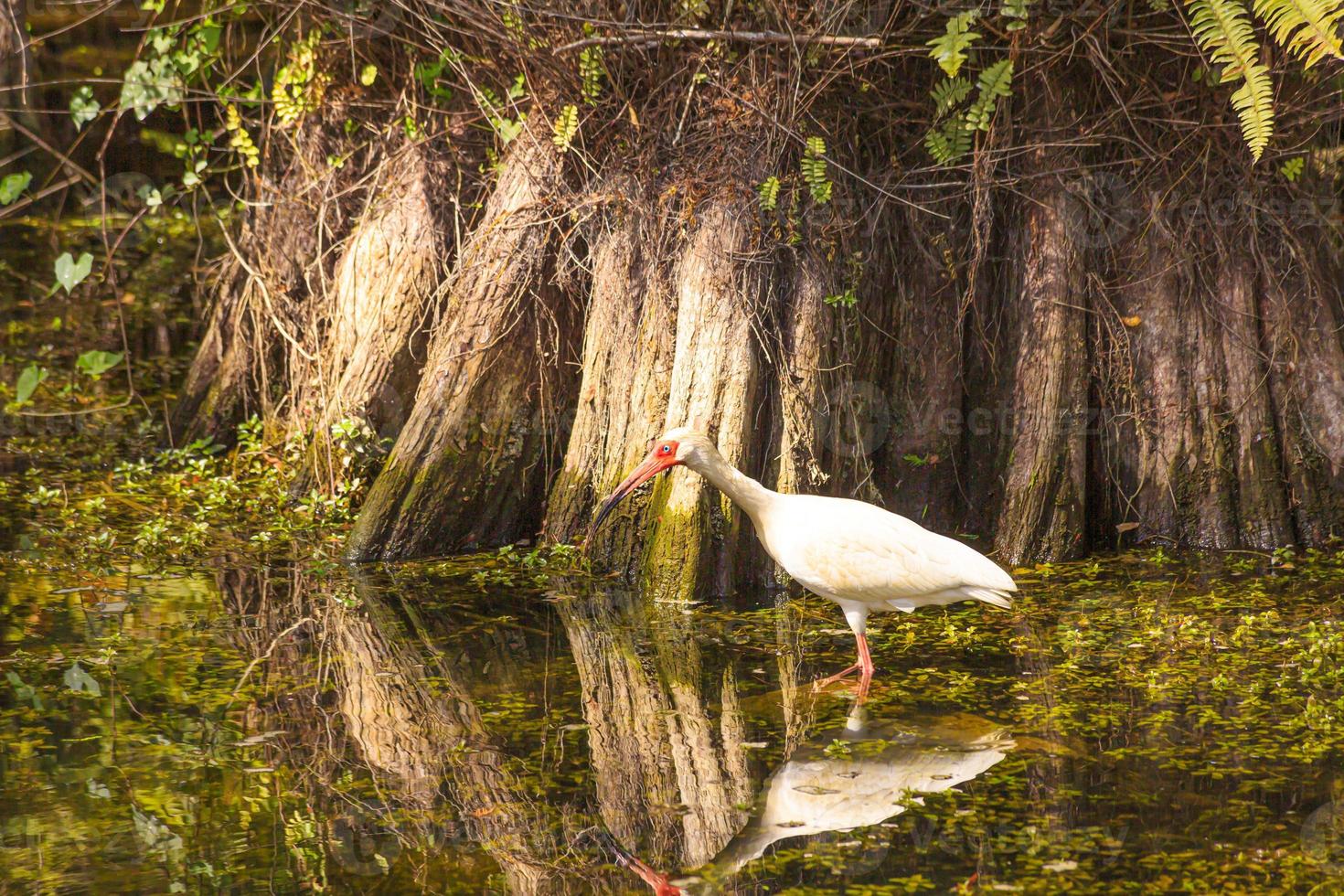 White water bird waiting to catch fish in the Everglades in spring photo