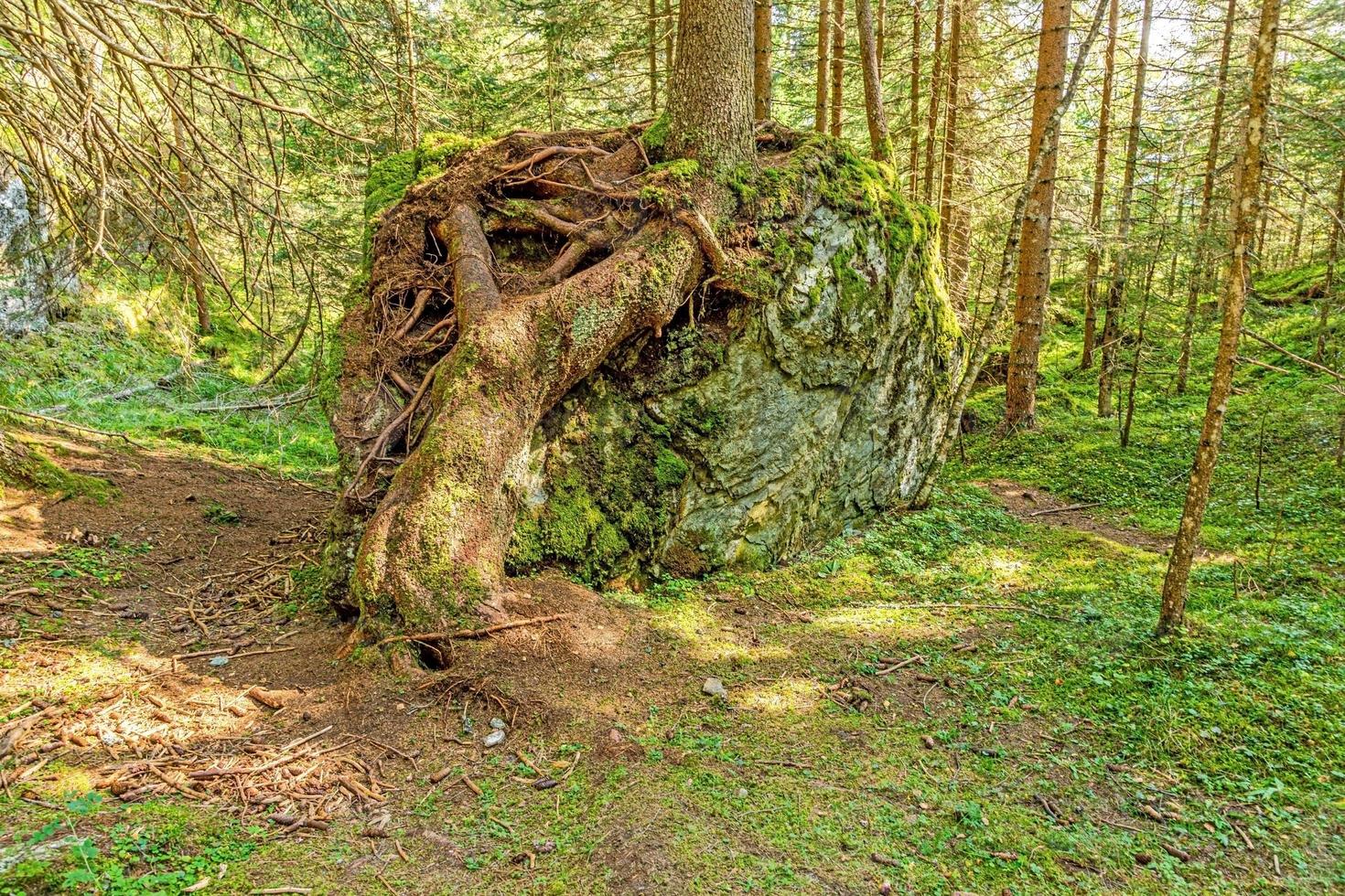 Image of a tree whose roots have grown imposingly over a large rock photo