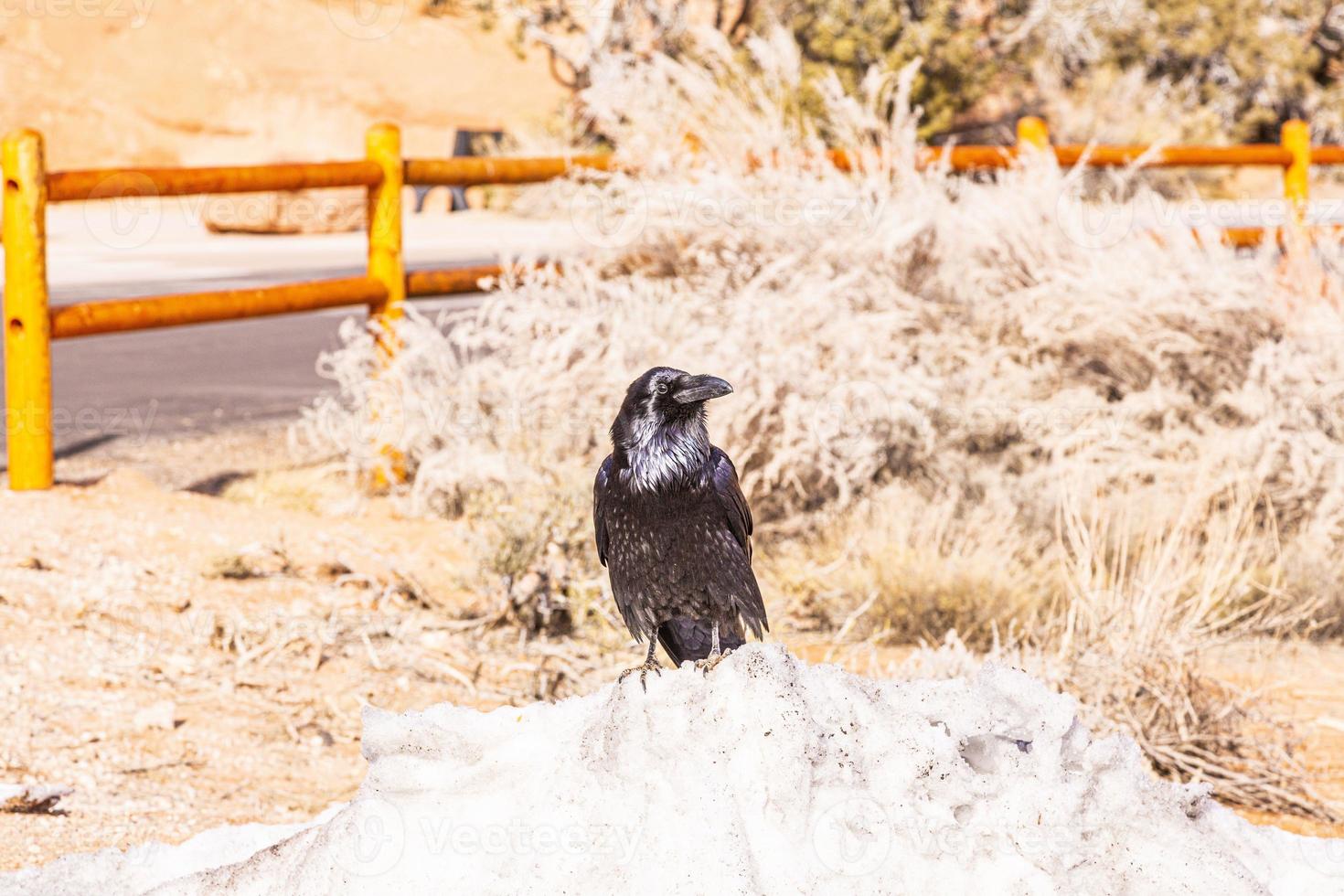 Portriat picture of a crow bird at daytime photo