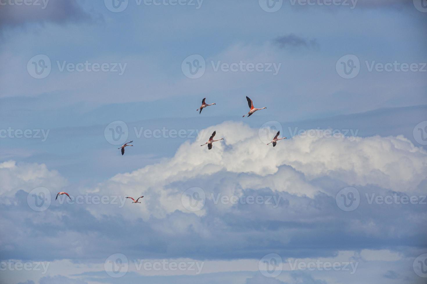 Picture of a group of flying flamingos in front of an impressive cloud scenery photo