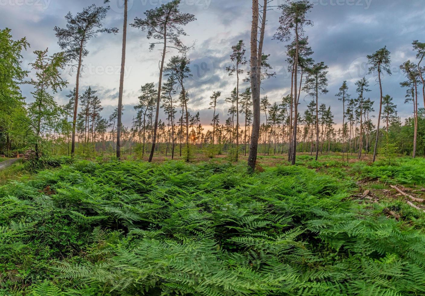 Scene of a sunset in a pine forest with fern on the ground taken against the sunlight photo