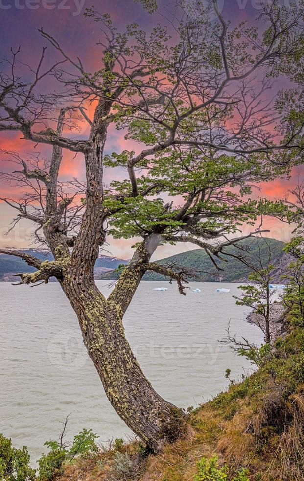 Panoramic image over Lago Grey with icebergs in Torres del Paine National Park in Patagonia in summer photo