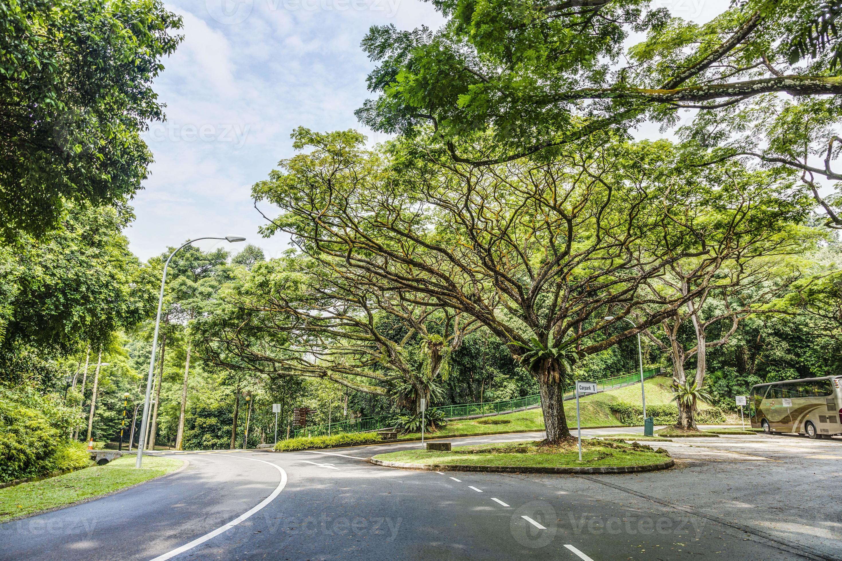 Scene of typical alley trees in Singapore during daytime 17094391 Stock