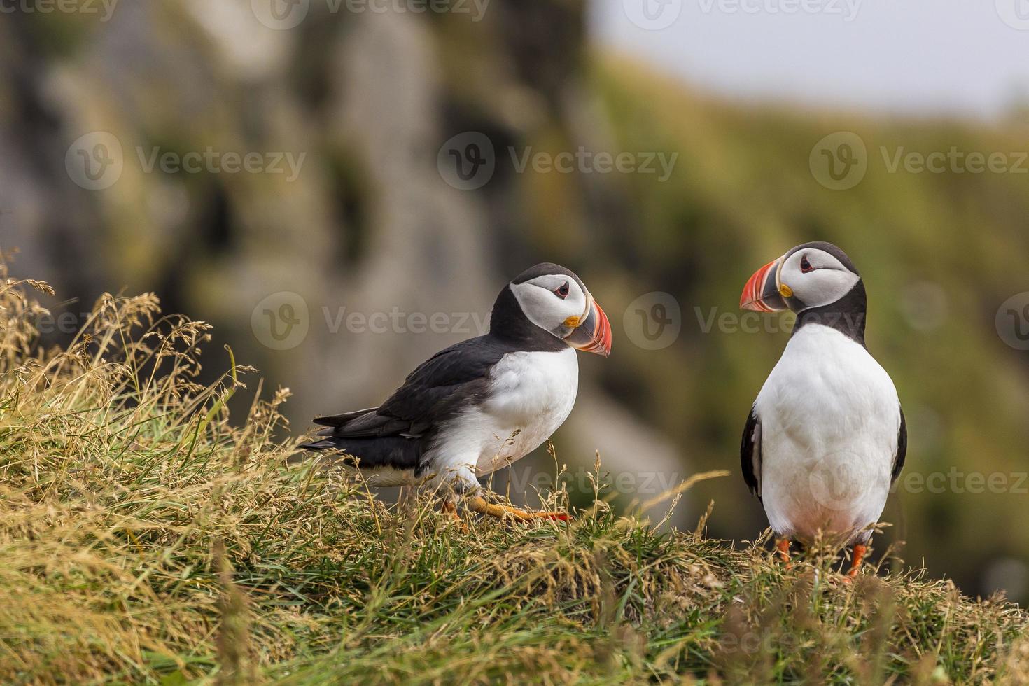 Portrait of Atlantic puffin during daytime on Iceland photo
