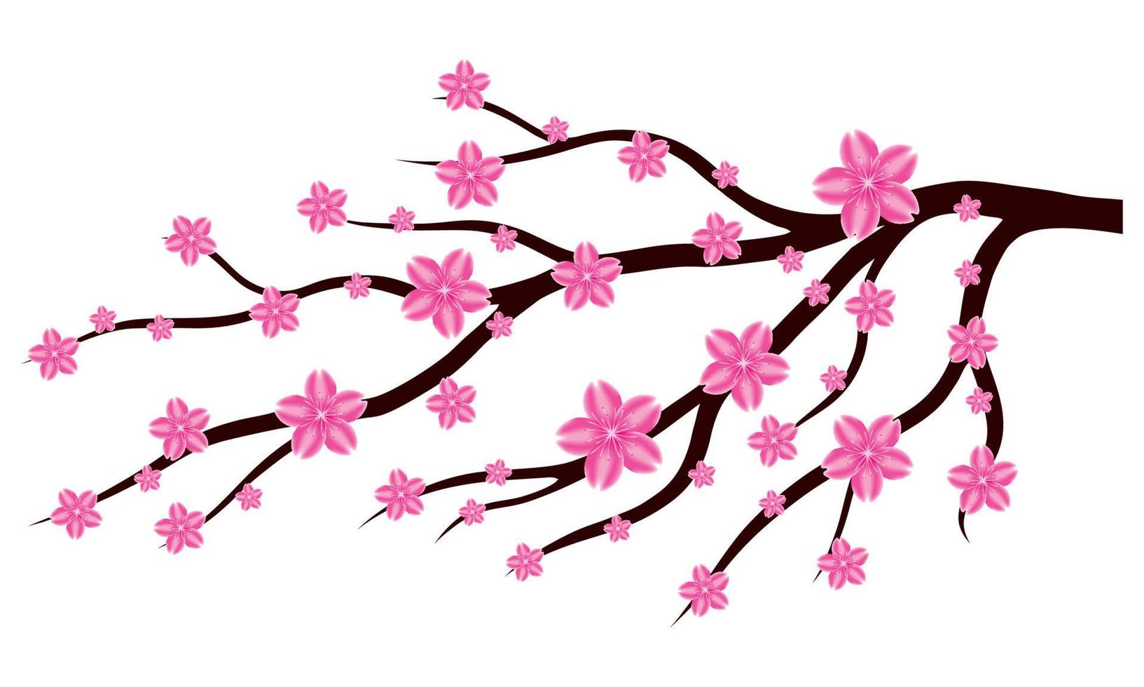 Sakura or cherry blossom flower branch on white background. Design ornament for printing on cards, invitations vector