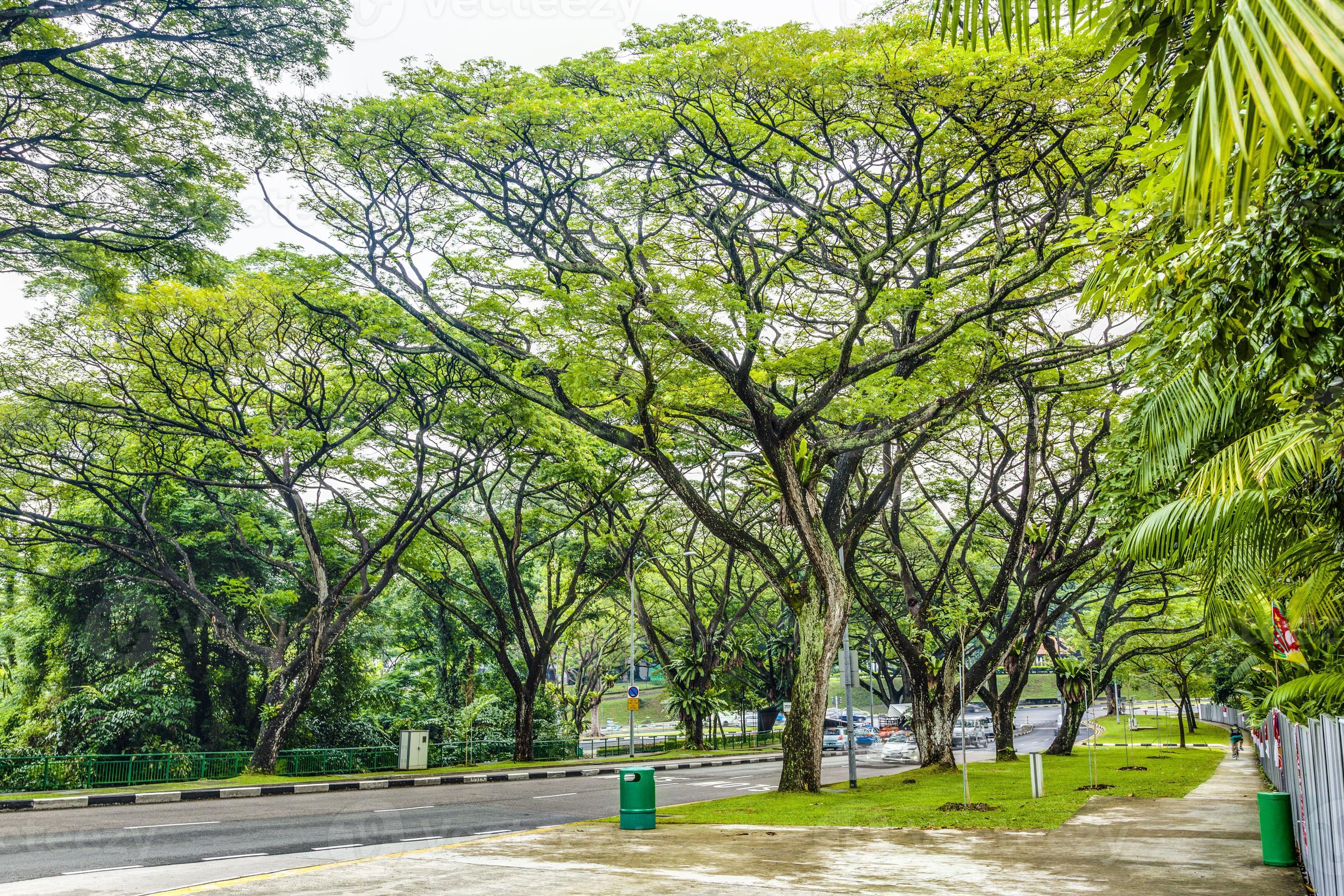 Scene of typical alley trees in Singapore during daytime 17095324 Stock Photo at Vecteezy