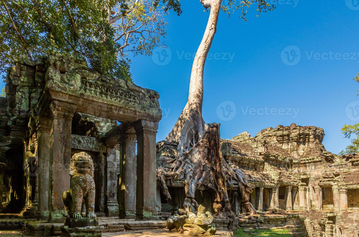 Picture of jungle trees overgrowing the ruins of Angkor Wat in Cambodia in summer photo