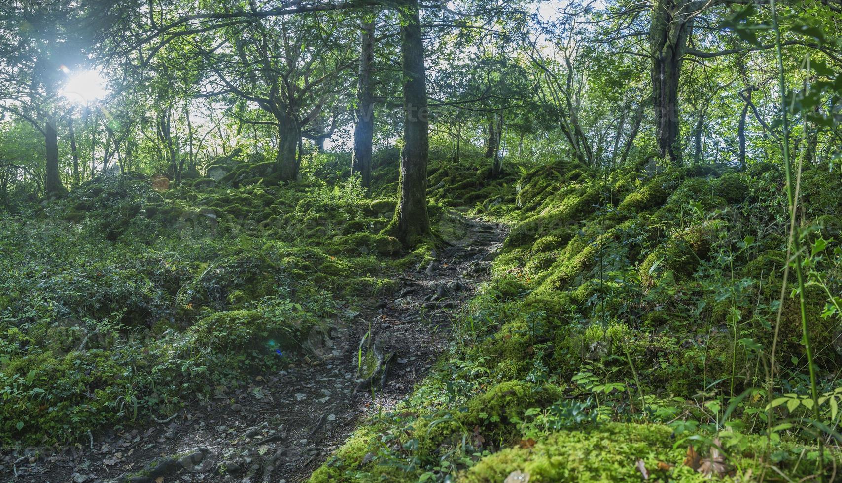 Dense and green forest in Killarney National Park in Ireland photo