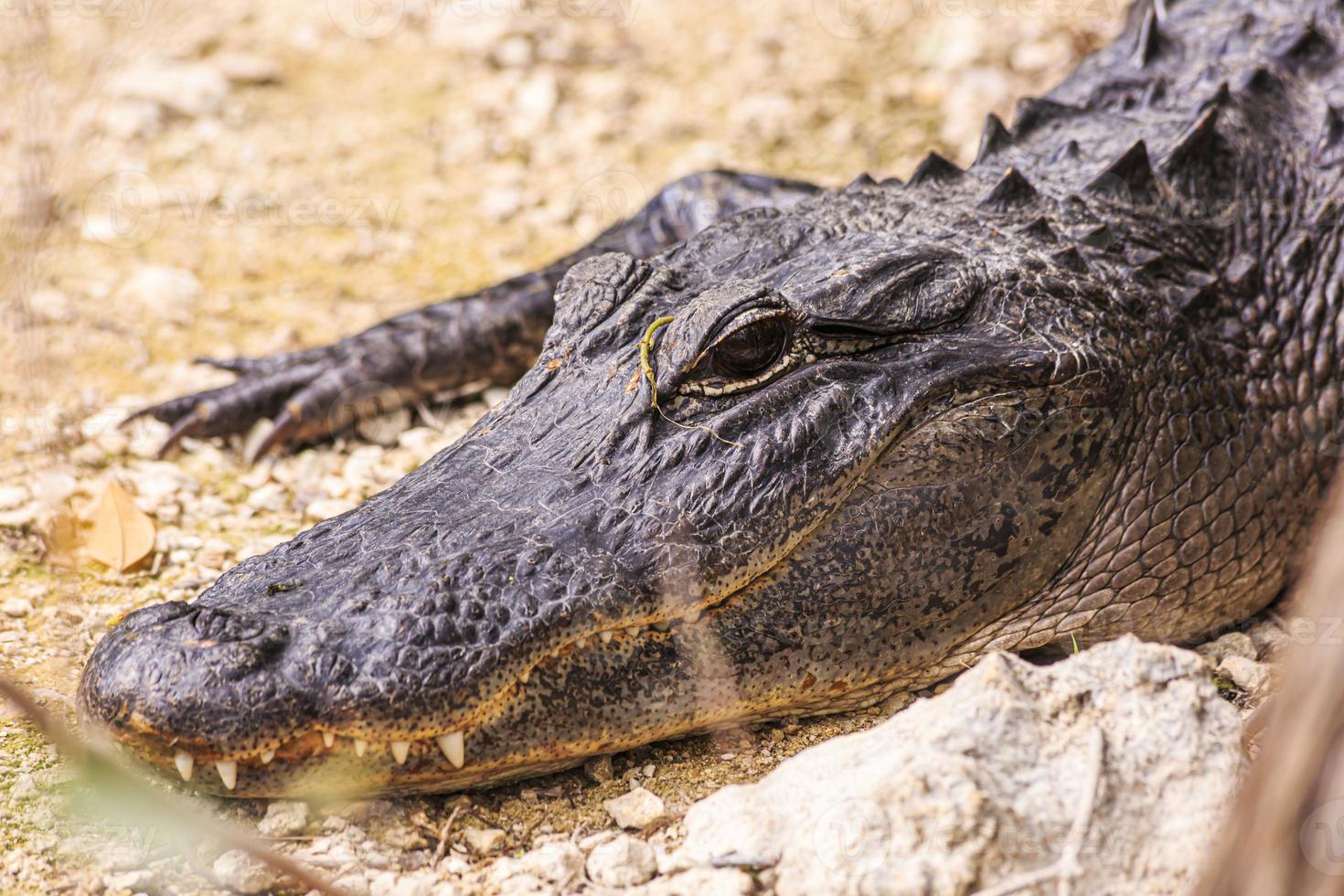 Close up picture of aligator head with teeth in the Everglades in spring photo