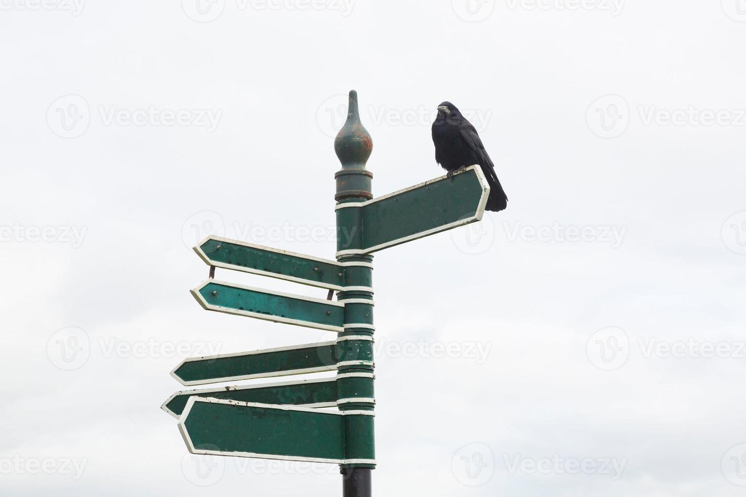 Empty signposts with Raven sitting on top photo