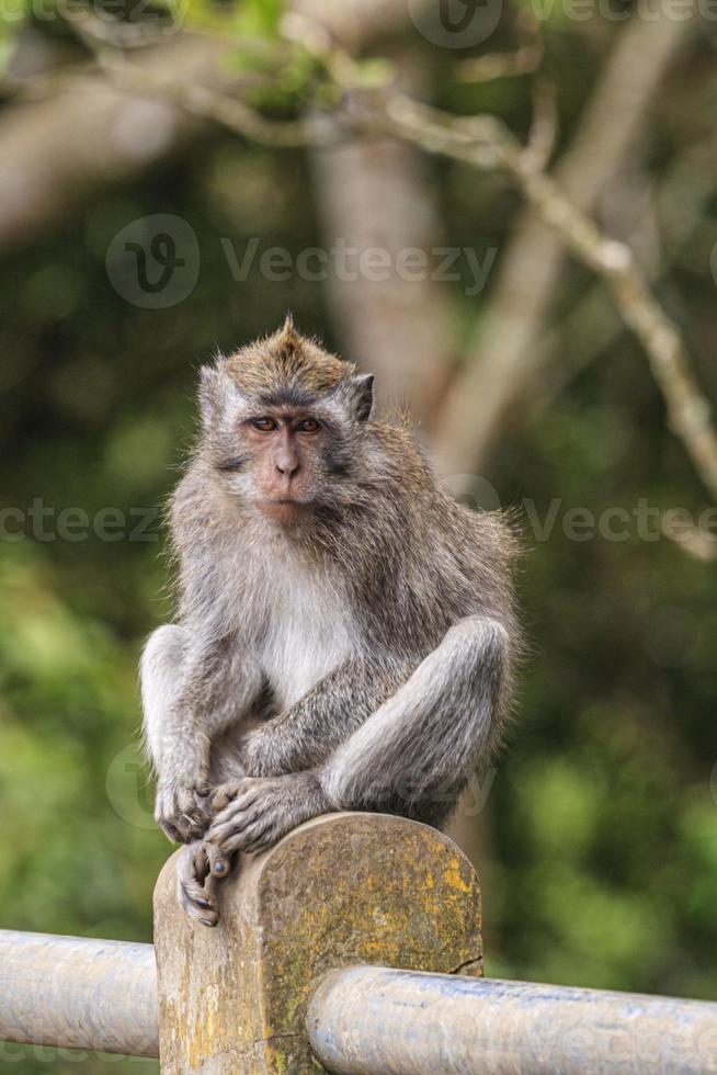 Portrait of a monkey sitting on a wall on the indonesian island of bali photo