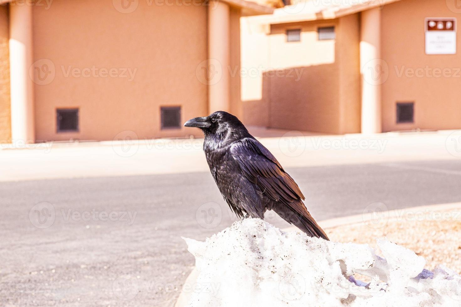 Portriat picture of a crow bird at daytime photo