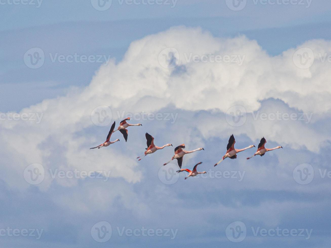 Picture of a group of flying flamingos in front of an impressive cloud scenery photo