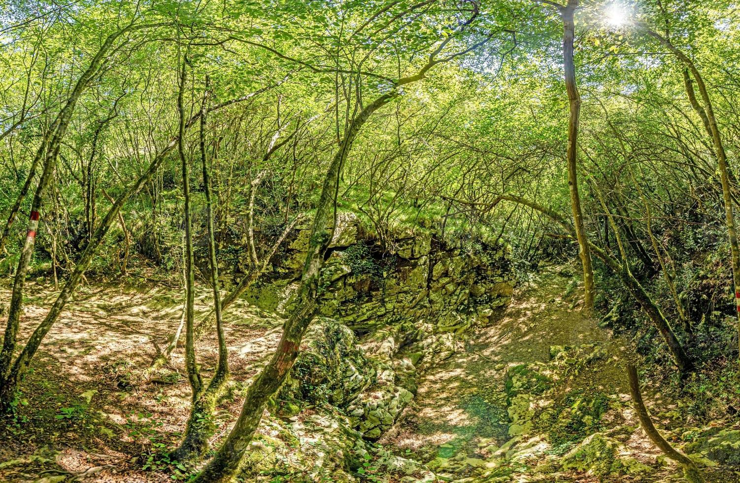 fotos de una caminata a través de un denso bosque verde a lo largo de un lecho de río seco en el parque natural skarline en istria