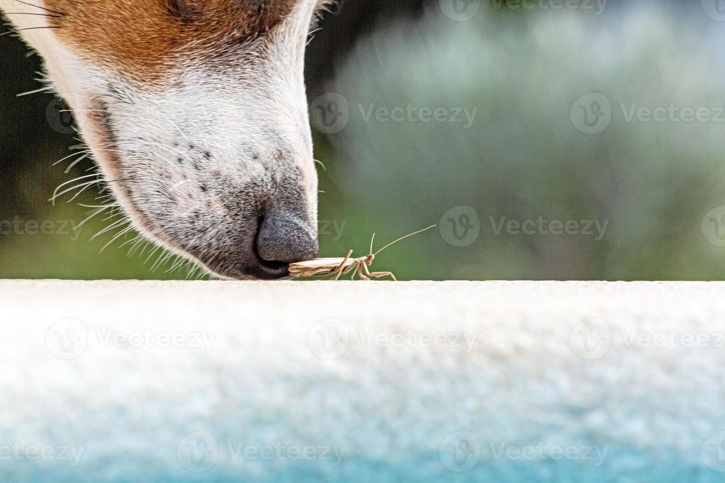 Close up of a dog snout curiously sniffing a praying mantis photo