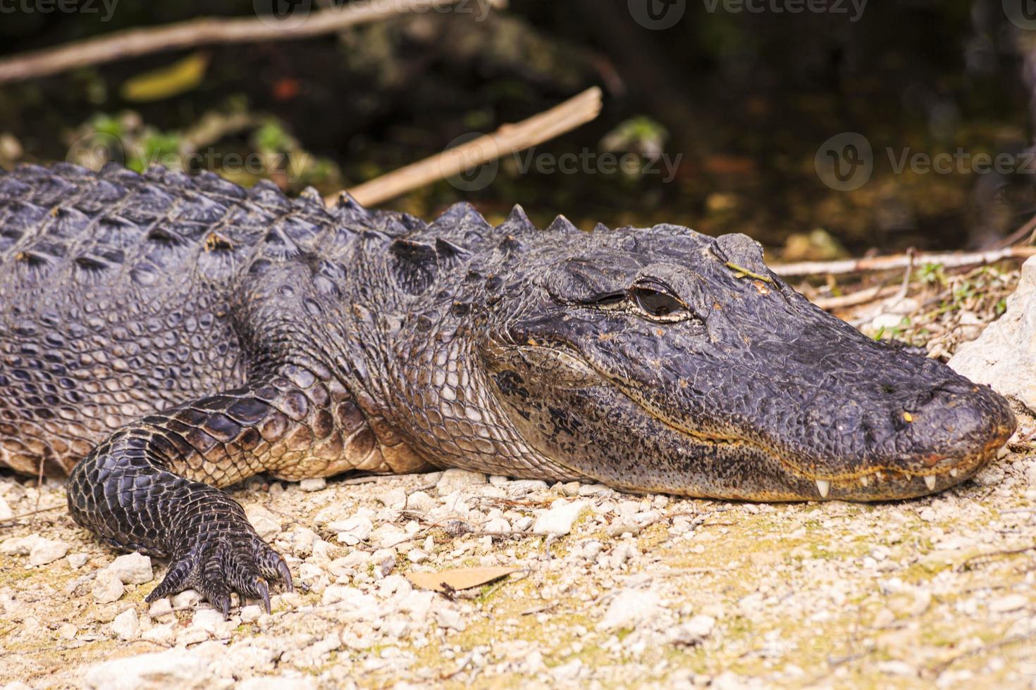 Close up picture of aligator head with teeth in the Everglades in spring photo