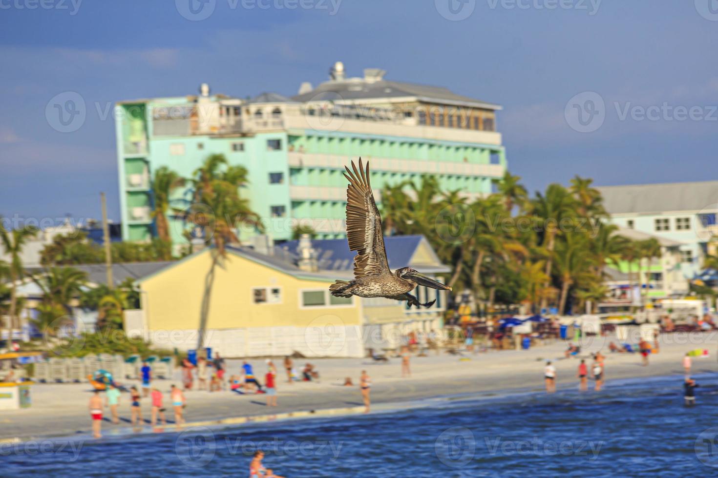 Flying Pelican bird watching for fish at shore of Gulf of Mexico in Florida in spring photo