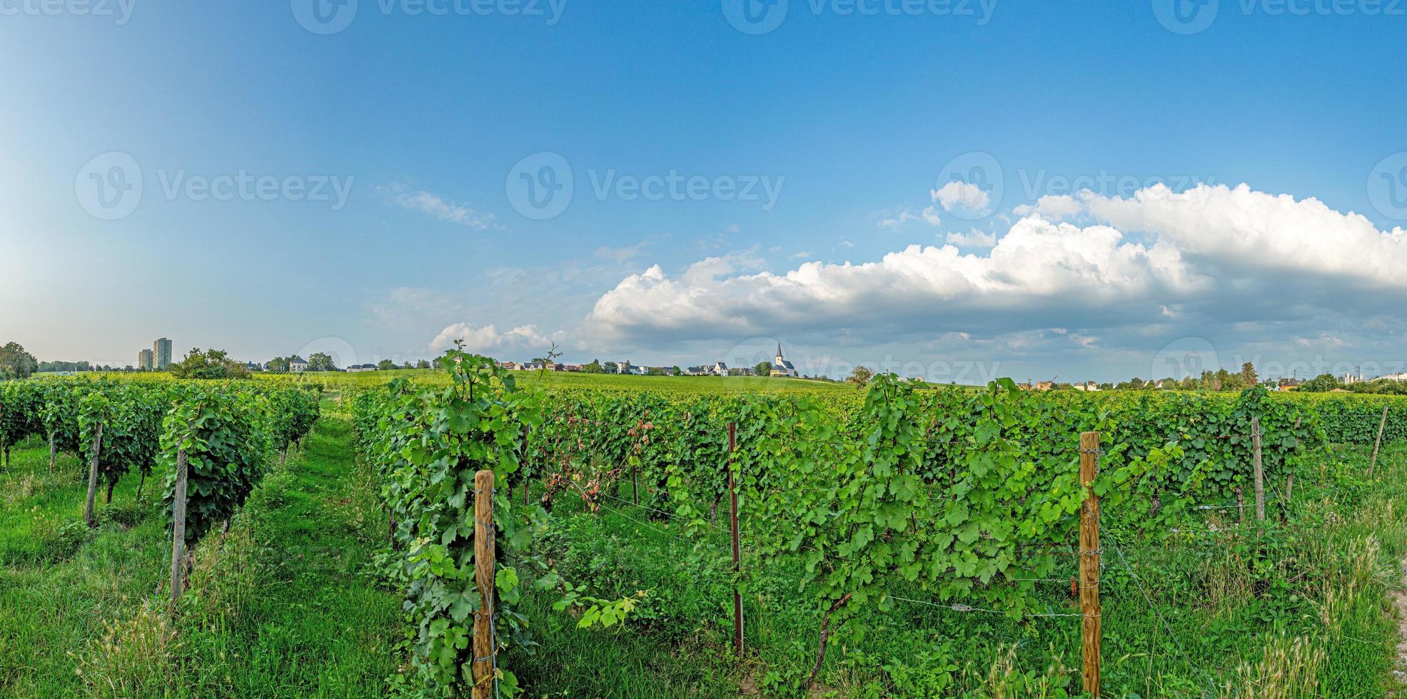 vistas de los viñedos a la iglesia de pedro y pablo en la pequeña ciudad de hesse de hochheim en el área de rhine-main foto