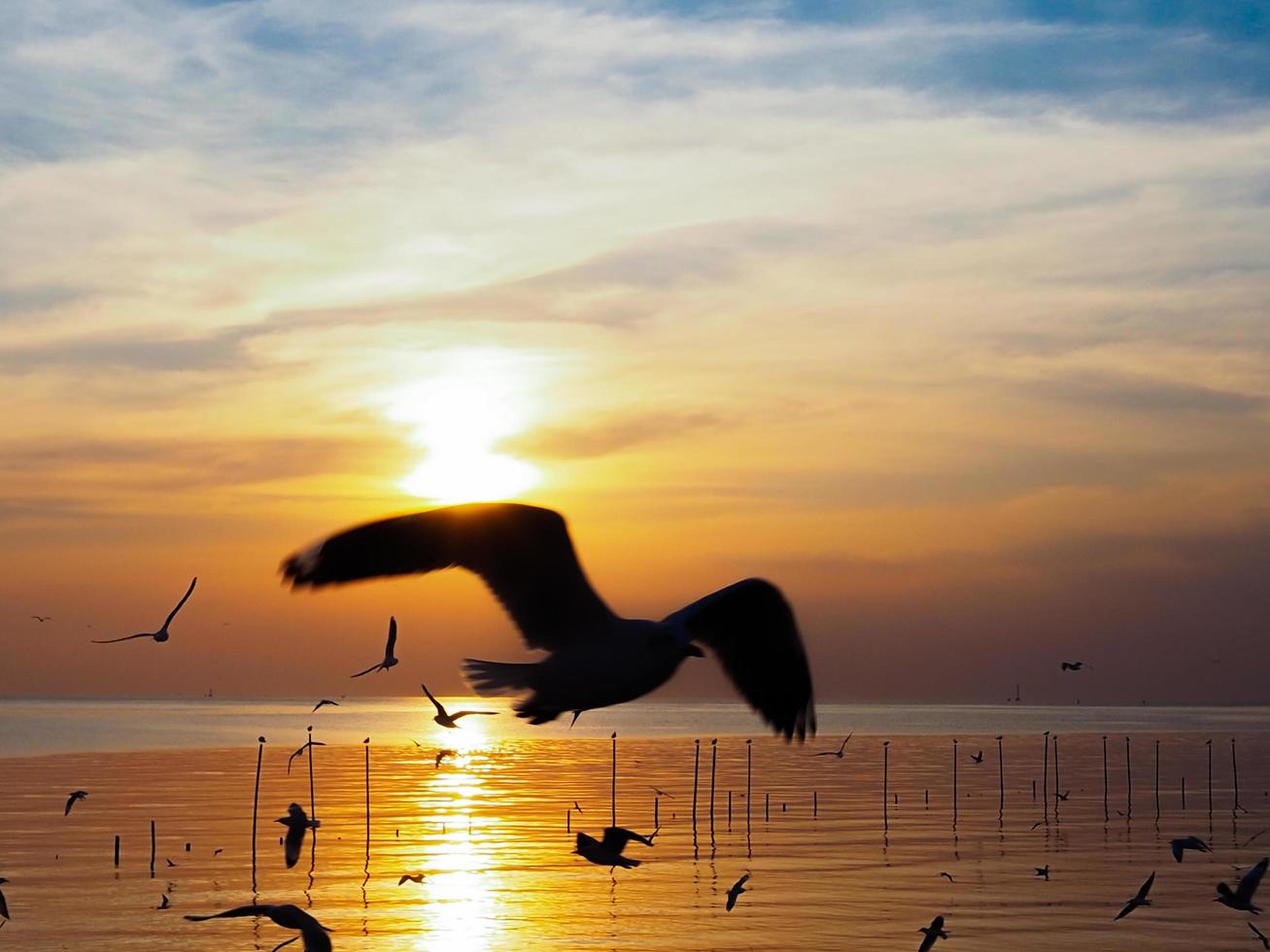 Flock of birds flies above the sea surface. Bird flying back to nest in natural sea and golden sky background during beautiful sunset. photo