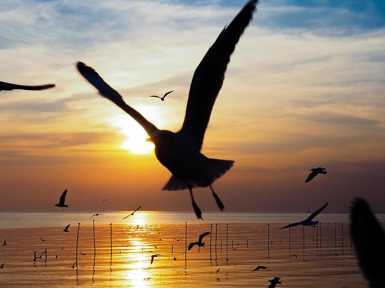 Flock of birds flies above the sea surface. Bird flying back to nest in natural sea and golden sky background during beautiful sunset. photo