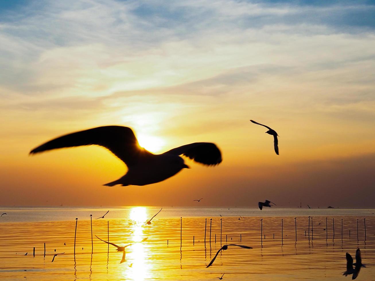 Flock of birds flies above the sea surface. Bird flying back to nest in natural sea and golden sky background during beautiful sunset. photo