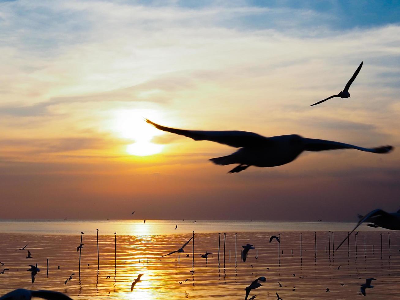 Flock of birds flies above the sea surface. Bird flying back to nest in natural sea and golden sky background during beautiful sunset. photo