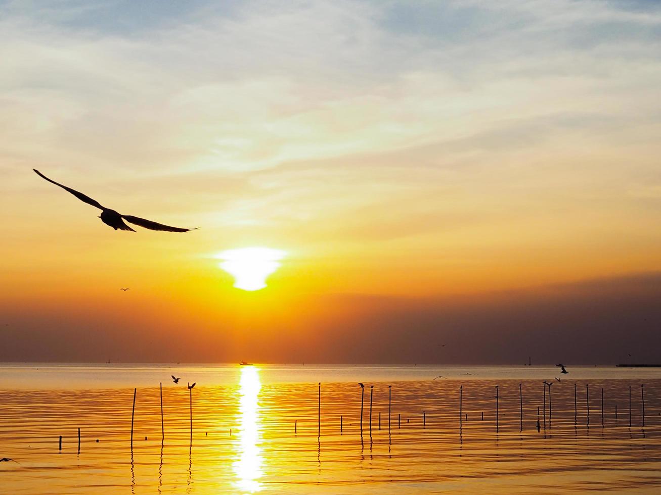 bandada de pájaros vuela sobre la superficie del mar. pájaro volando de regreso a anidar en el mar natural y el fondo del cielo dorado durante la hermosa puesta de sol. foto