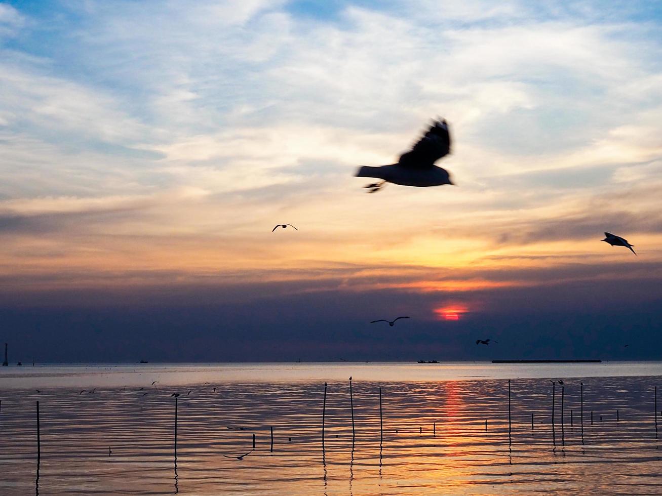 bandada de pájaros vuela sobre la superficie del mar. pájaro volando de regreso a anidar en el mar natural y el fondo del cielo dorado durante la hermosa puesta de sol. foto