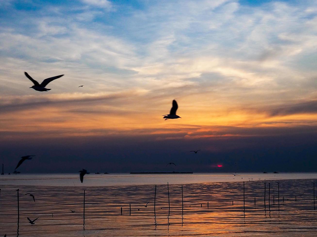 bandada de pájaros vuela sobre la superficie del mar. pájaro volando de regreso a anidar en el mar natural y el fondo del cielo dorado durante la hermosa puesta de sol. foto