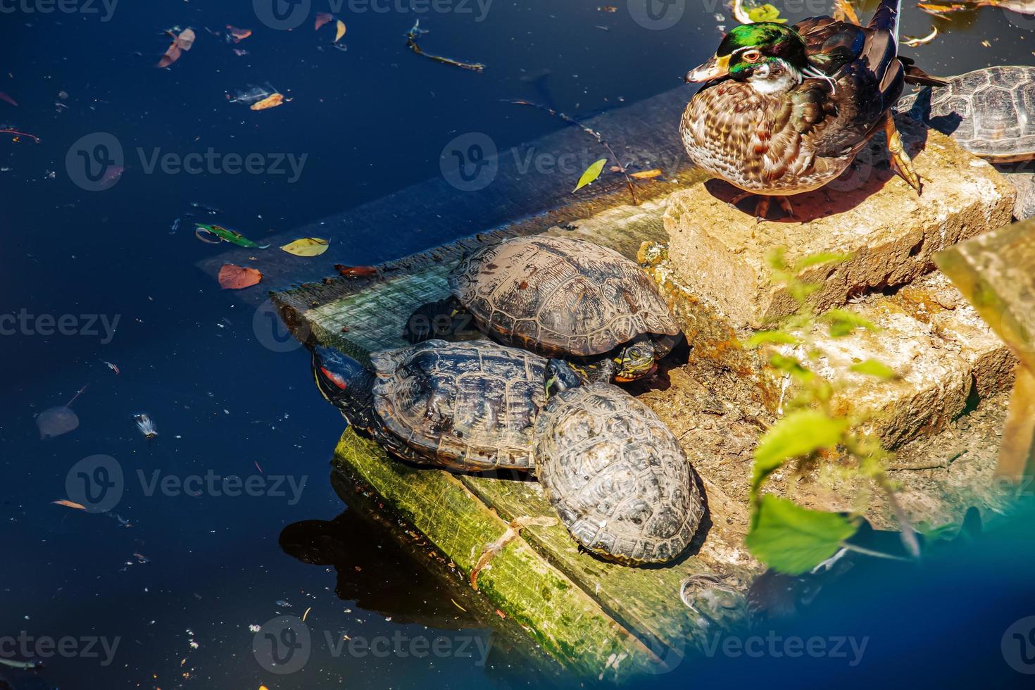 tortugas y un pato sobre una piedra en un estanque en un día claro y soleado. foto