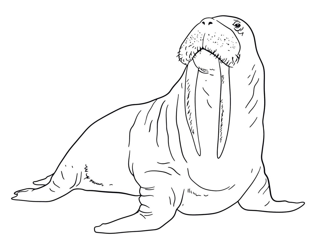 Illustration of Walrus vector