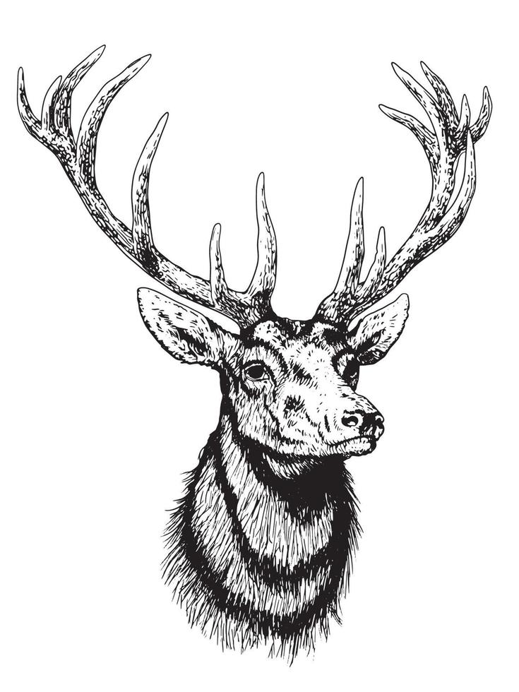 Illustration of deer vector