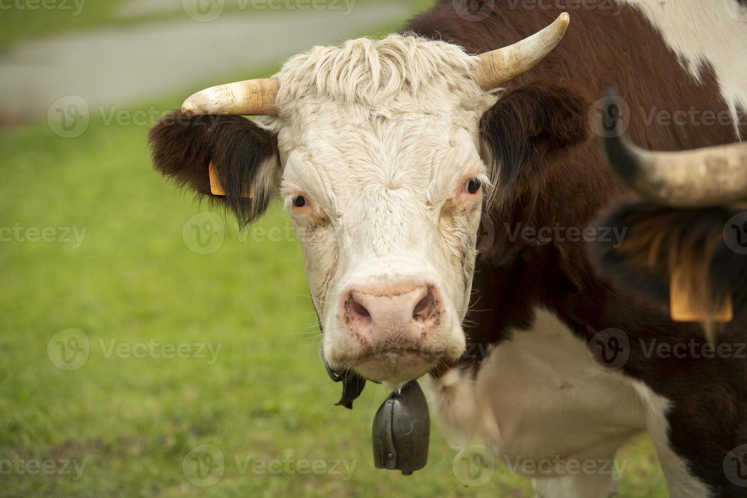 Portrait of a spotted cow photo
