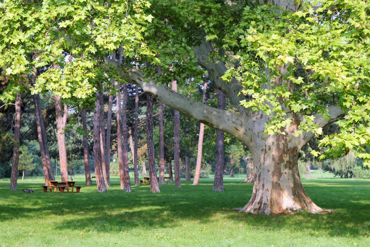 viajar a viena, austria. la vista del parque con grandes árboles en el día soleado. foto