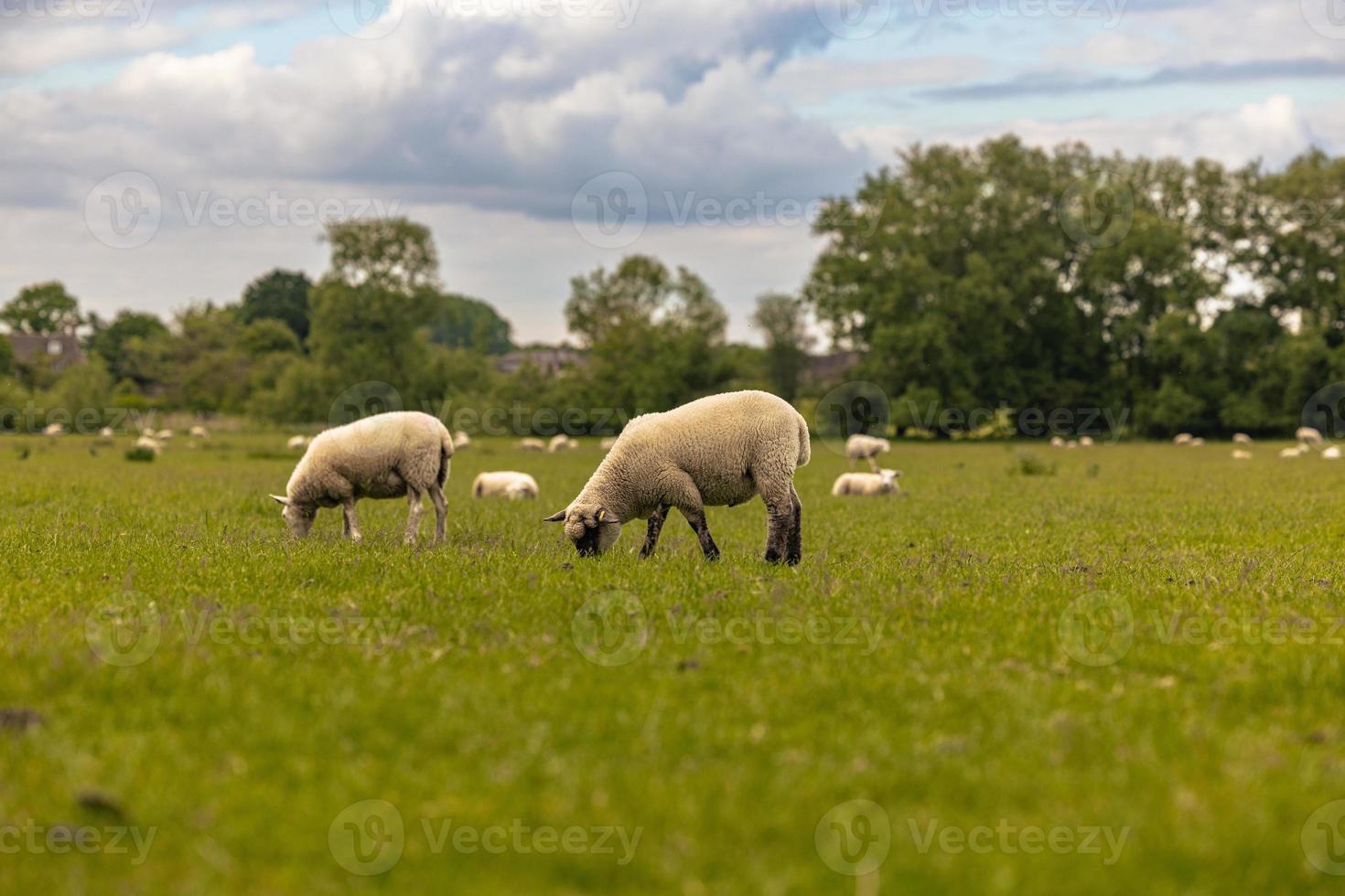 Sheep in the countryside in the old rural town of Lacock, England. photo