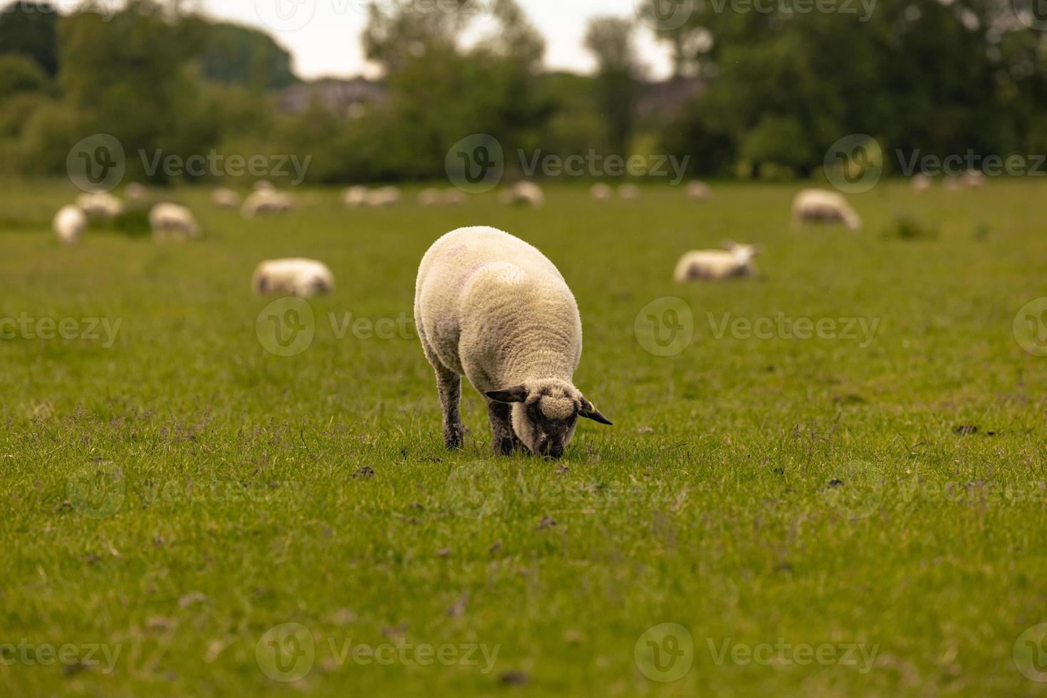 Sheep in the countryside in the old rural town of Lacock, England. photo