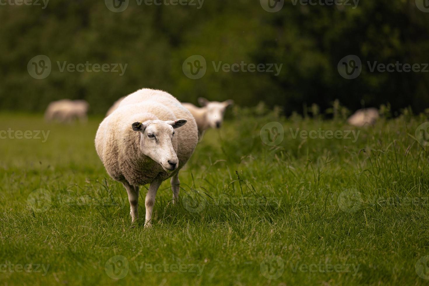 ovejas en el campo en el antiguo pueblo rural de lacock, inglaterra. foto