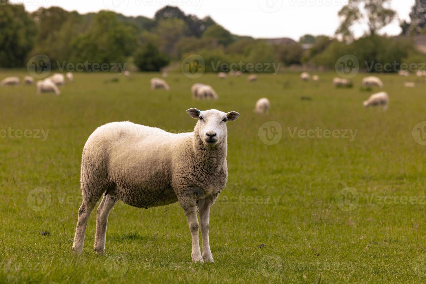 ovejas en el campo en el antiguo pueblo rural de lacock, inglaterra. foto