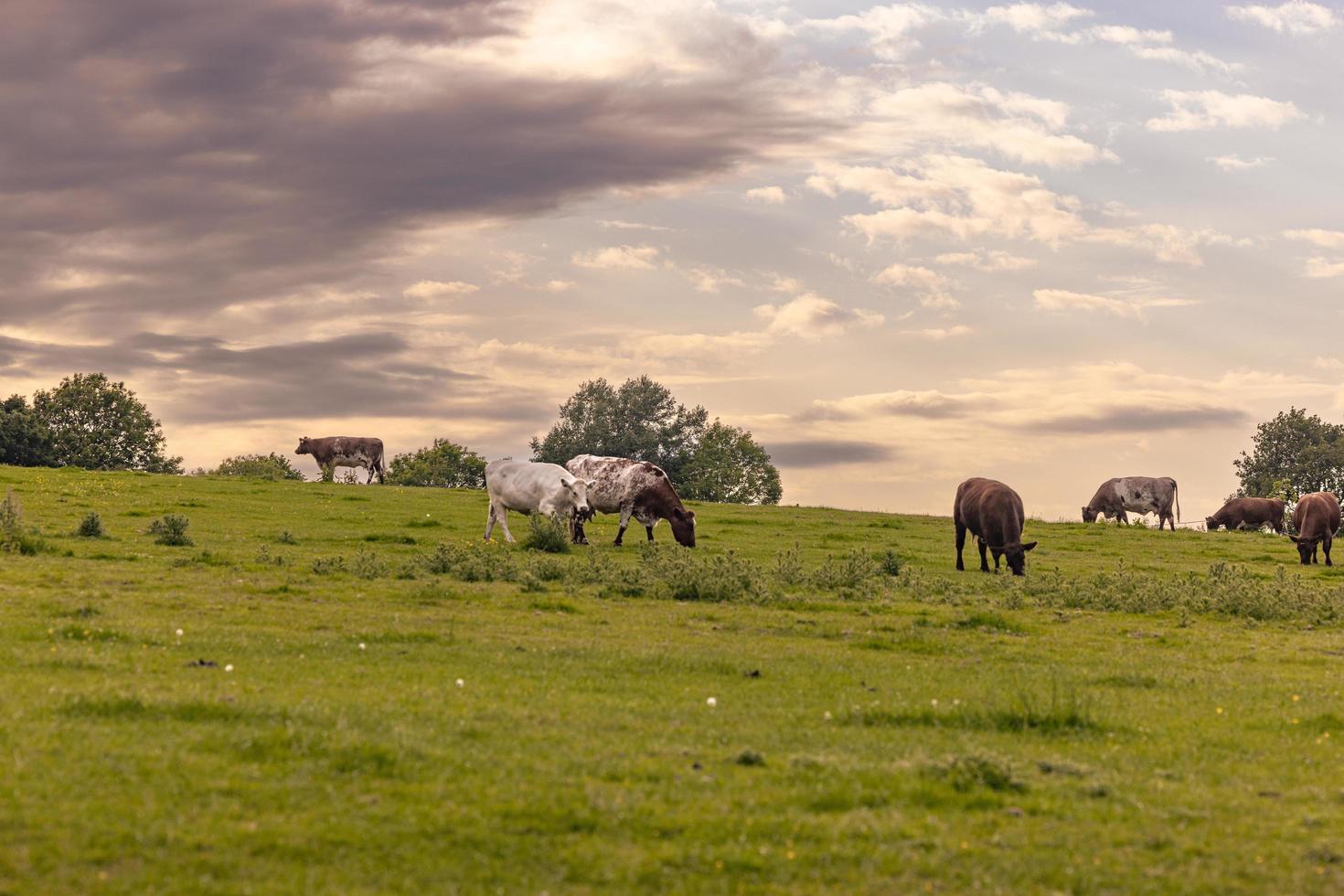 ganado en el campo en el antiguo pueblo rural de lacock, inglaterra. foto