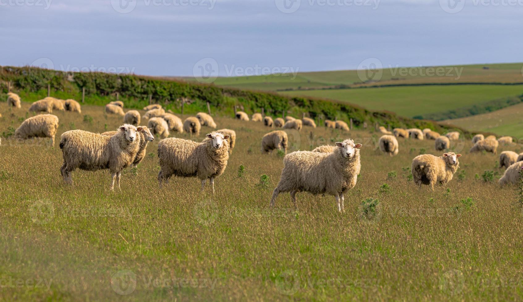 ovejas en los campos de cornualles, inglaterra. foto