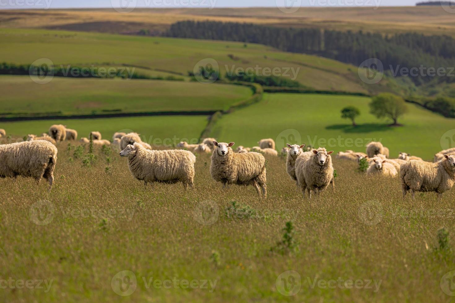 Sheep in the the fields of Cornwall, England. photo