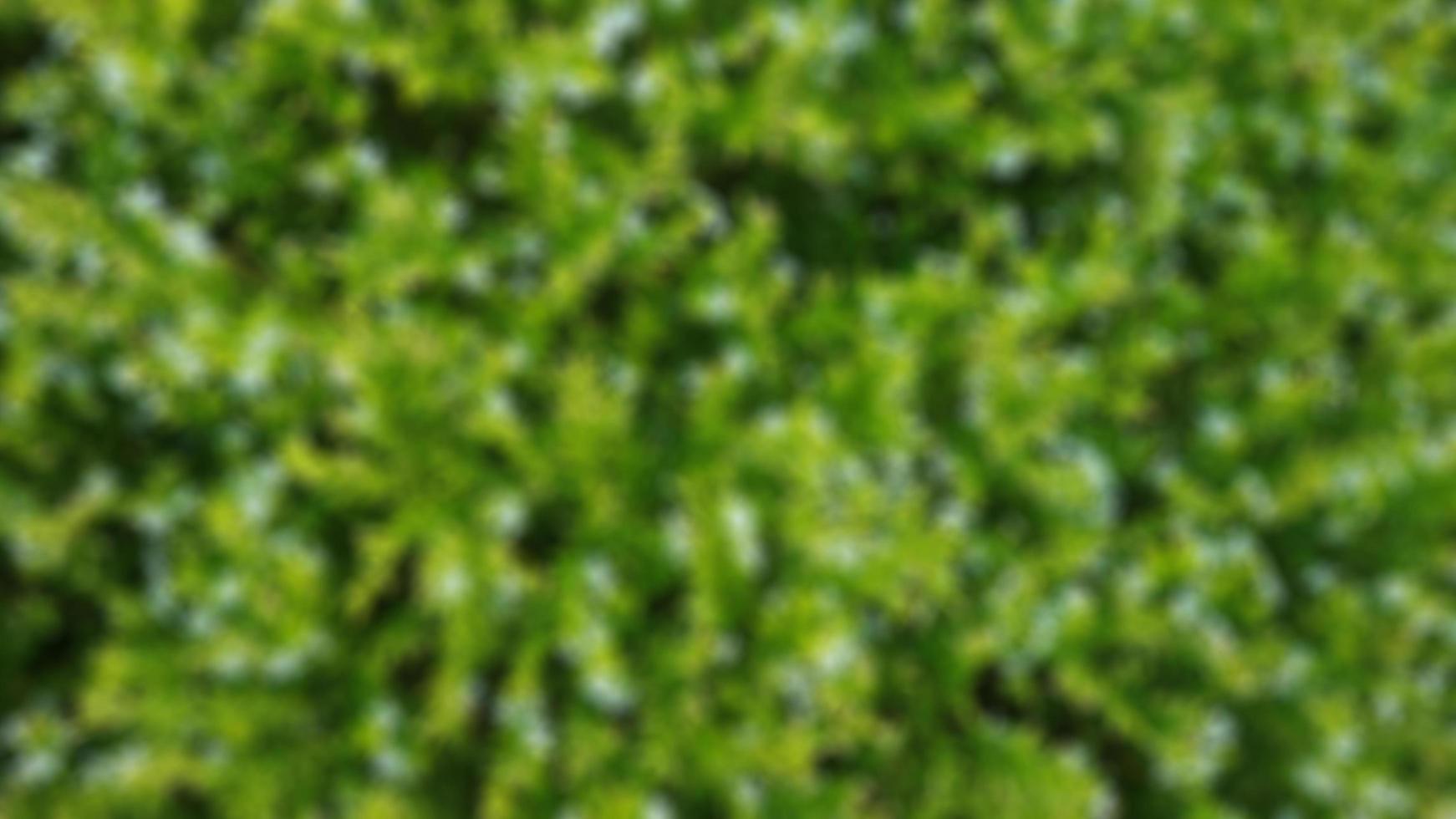 beautiful white cuphea plant for background photo